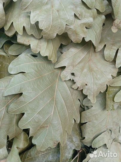 Дубовые веники для бани