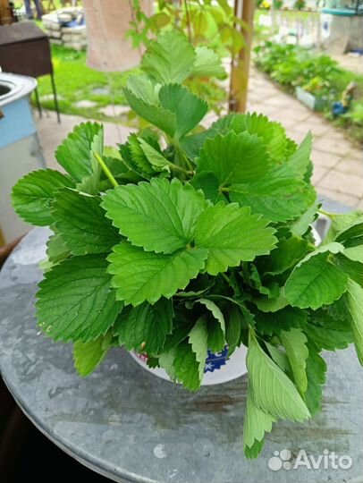 Клубника ремонтантная