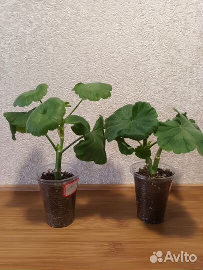 Пеларгония герань