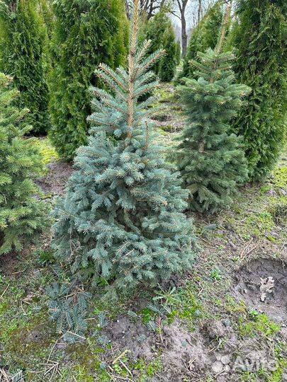 Ель Голубая 1 м
