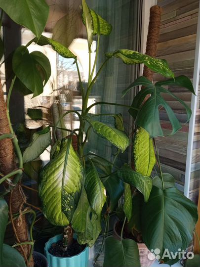 Диффенбахия и огромная диффенбахия