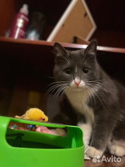 Пристраивается кошечка