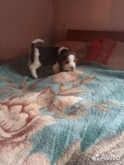 Щенки бигль