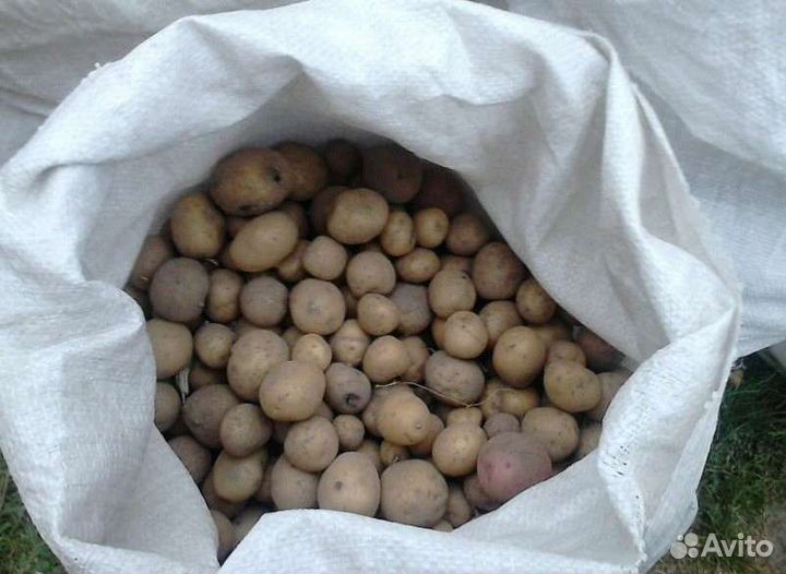 Картофель мелочь