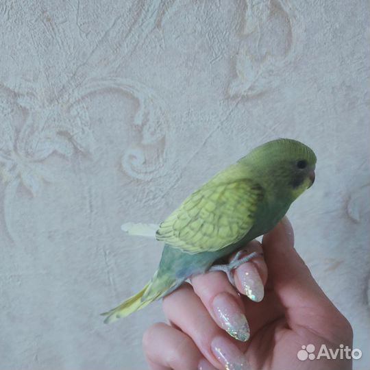 Птенцы волнистый попугай