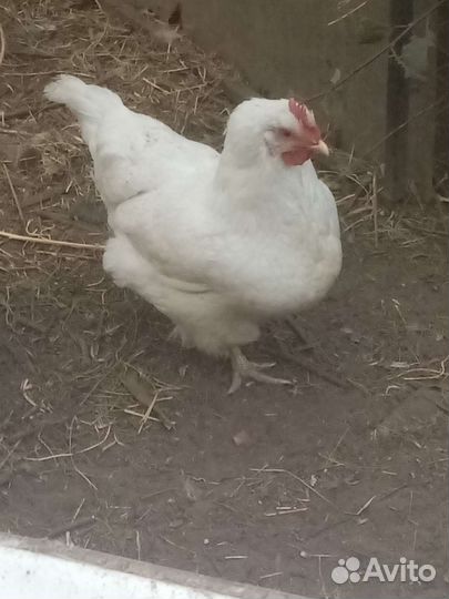 Цыплята, Руанские утята