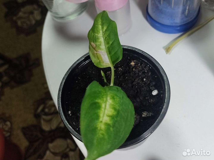 Комнатные цветы