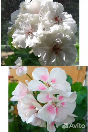 Цветы герани пеларгонии зональн, махров, розебудн