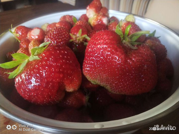 Клубника чамора Туруси, джоли, азия