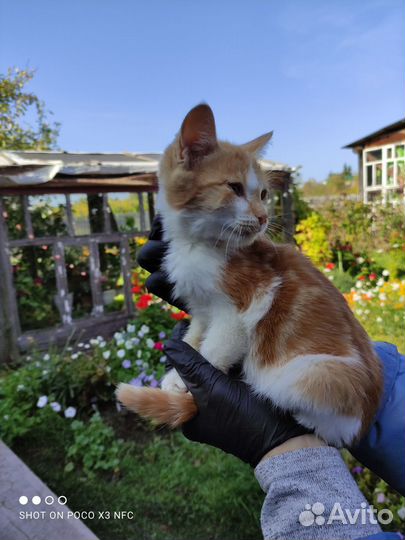 Отдам котят