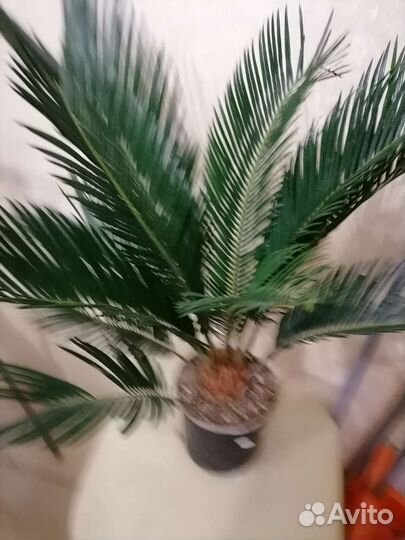 Пальма цикас