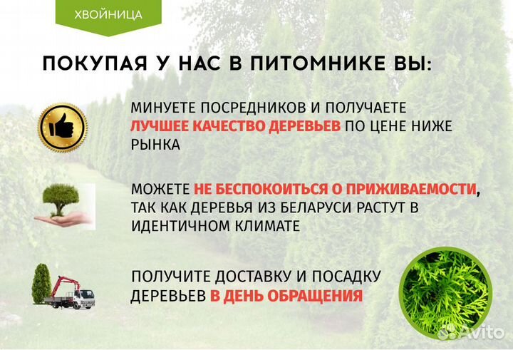 Туя вип Колумна