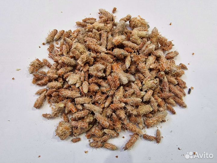 Сосновая почка. Расторопша