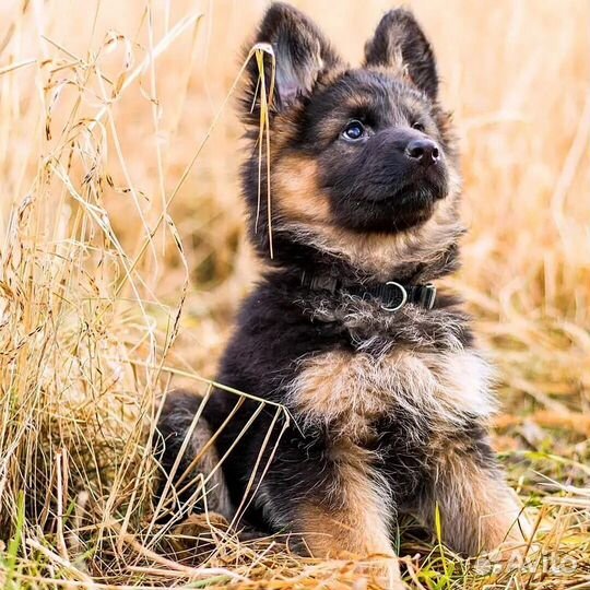 Фотограф анималист