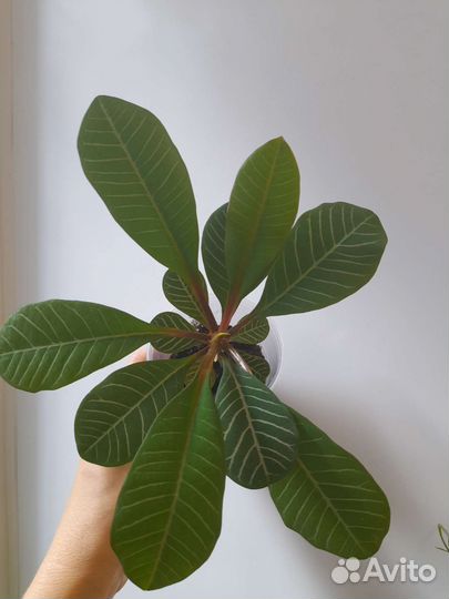 Молочай беложильчатый, фикус