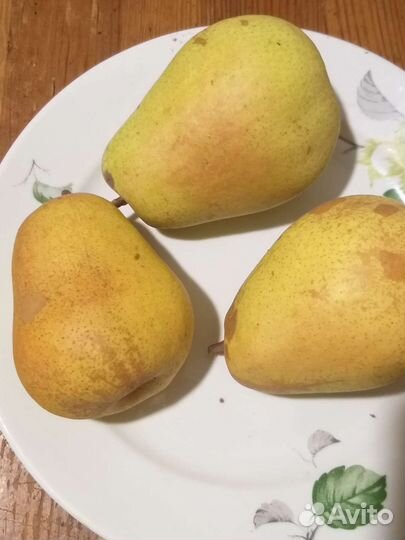 Саженцы груш сорта Велеса, Талгарская Красавица