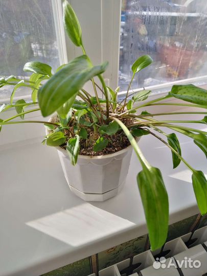 Комнатные цветы