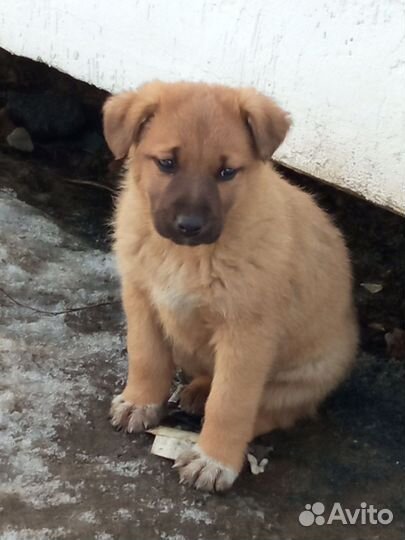 Щенок мальчик