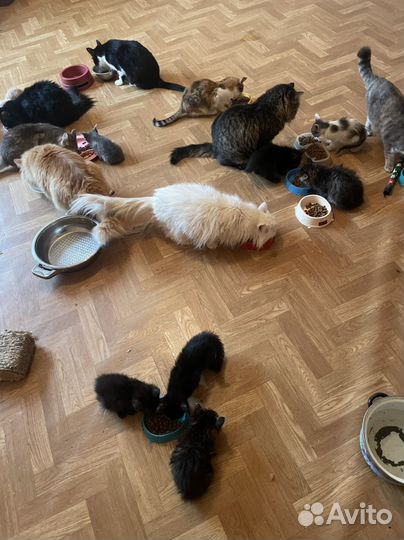 Передержка животных