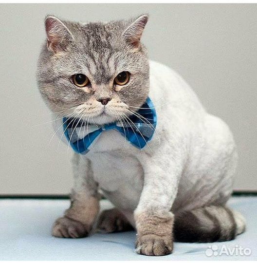 Стрижка кошек