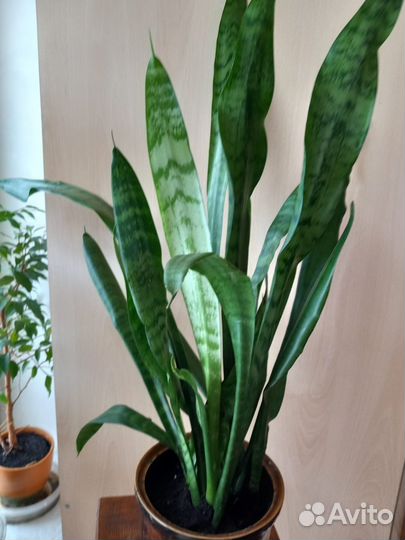 Сансевьера