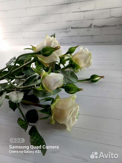 Роза белая роза букет роз букет белых роз цветы из
