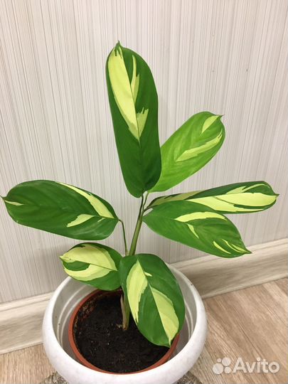 Калатея лубберса