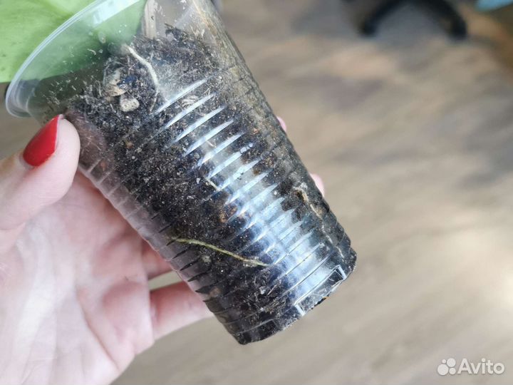 Хойя Хойи с ростами