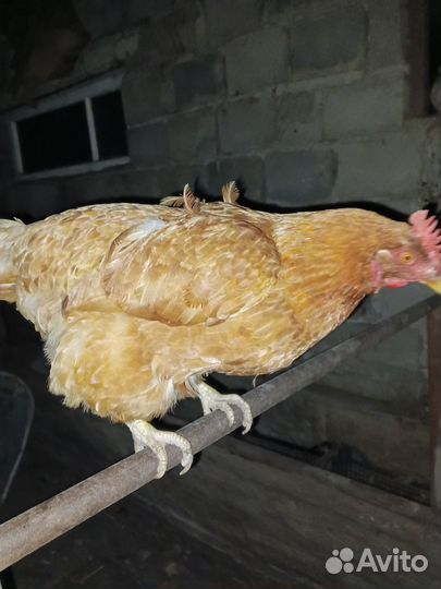 Куры молодки несушки