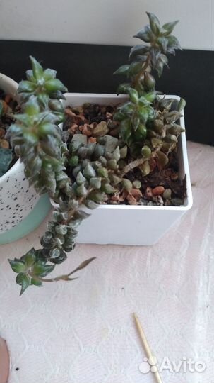 Суккуленты