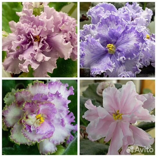 Сортовые фиалки