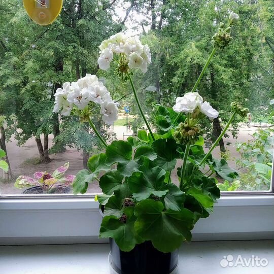 Пеларгония герань куст цветуший