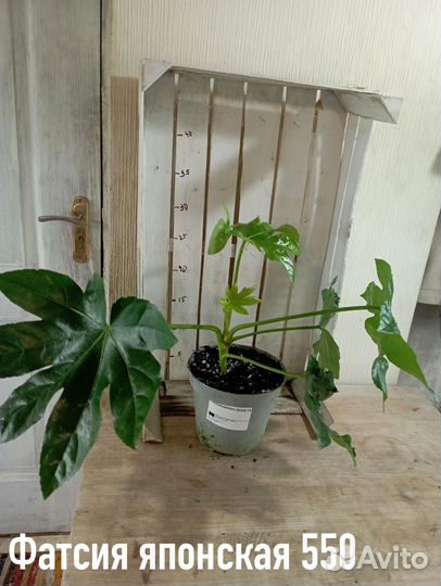 Комнатные цветы растение фатсия японская
