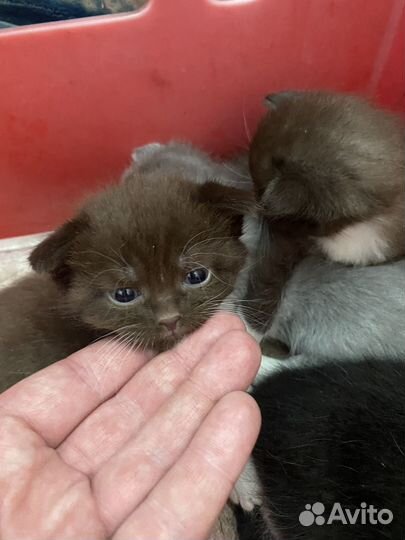 Отдам в добрые руки