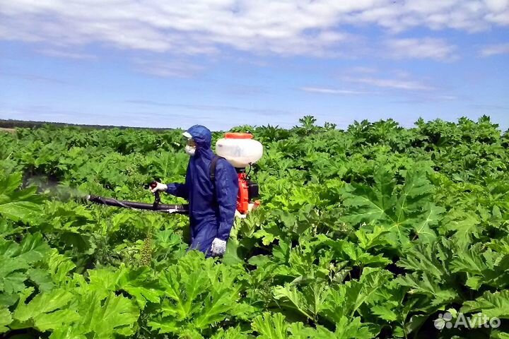 Уничтожение кротов клещей комаров ос борщевика