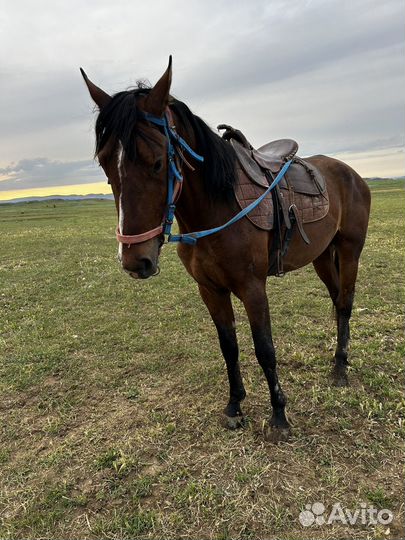 Жеребец высокий