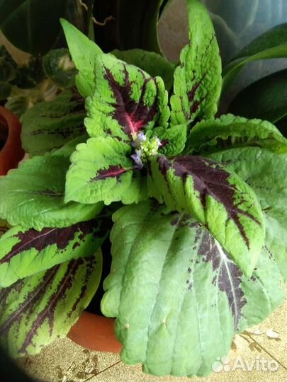 Комнатные растения