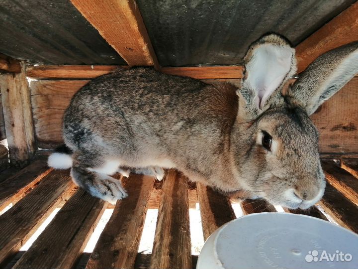 Распродаю кроликов