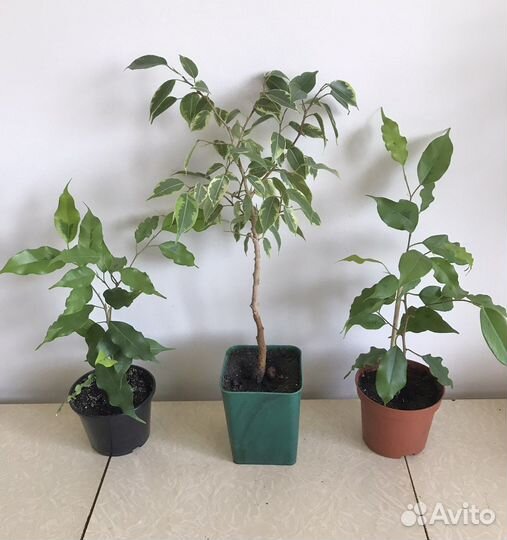 Фикус Бенджамина