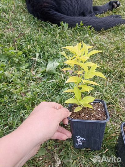 Чубушник сорт Голд