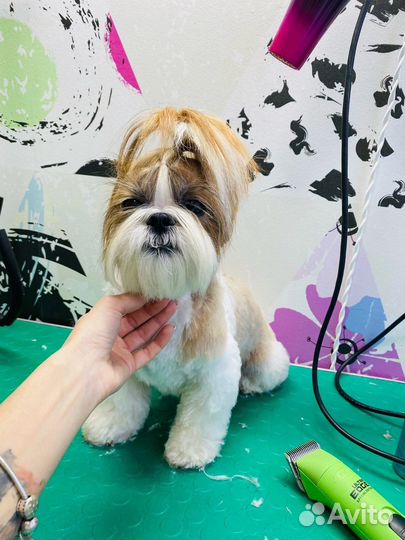 Стрижка собак мелких пород, стрижка когтей