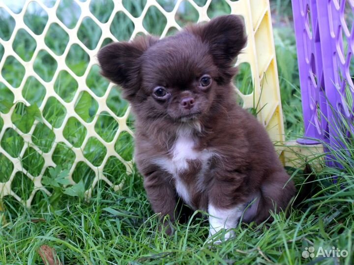 Шоколадная Леди