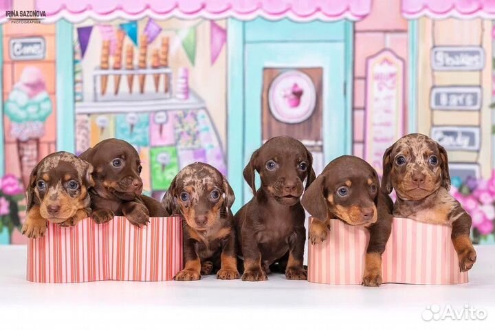 Миниатюрная мраморная такса