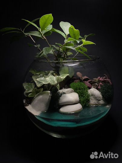 Флорариум с деревом бонсай
