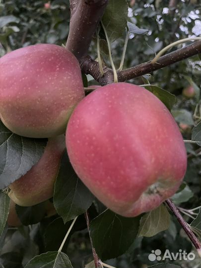 Яблоки оптом Моди