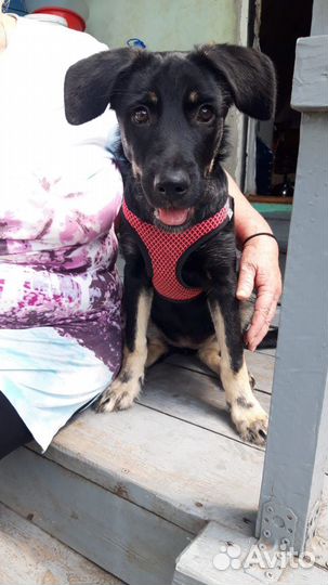 Щенок в добрые руки