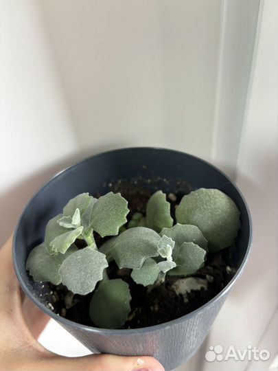 Каланхоэ суккулент