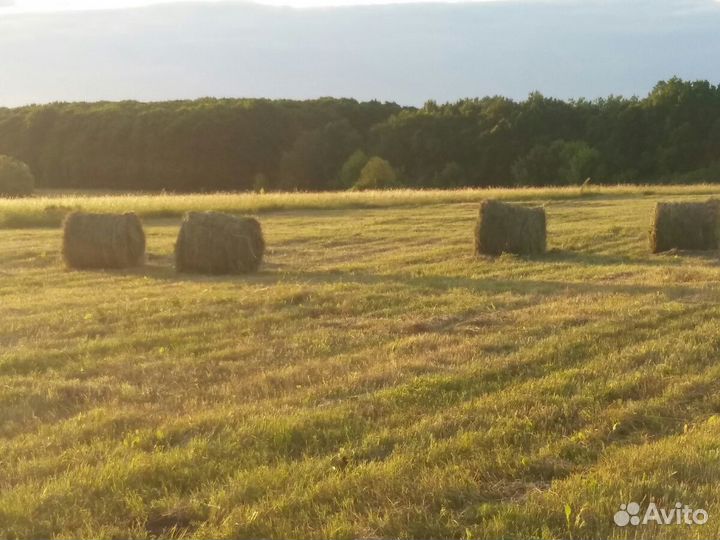 Сено разнотравье. Урожай 2023. Есть доставка