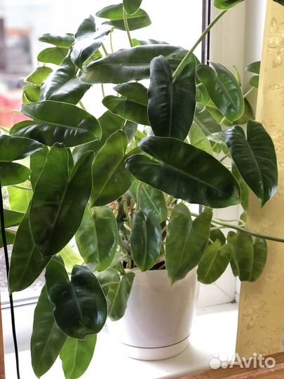 Комнатные цветы