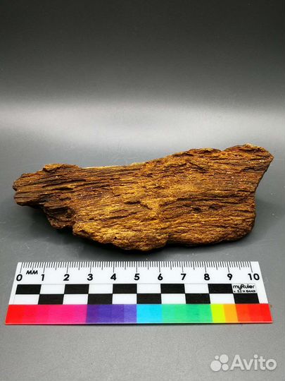 Окаменелое дерево